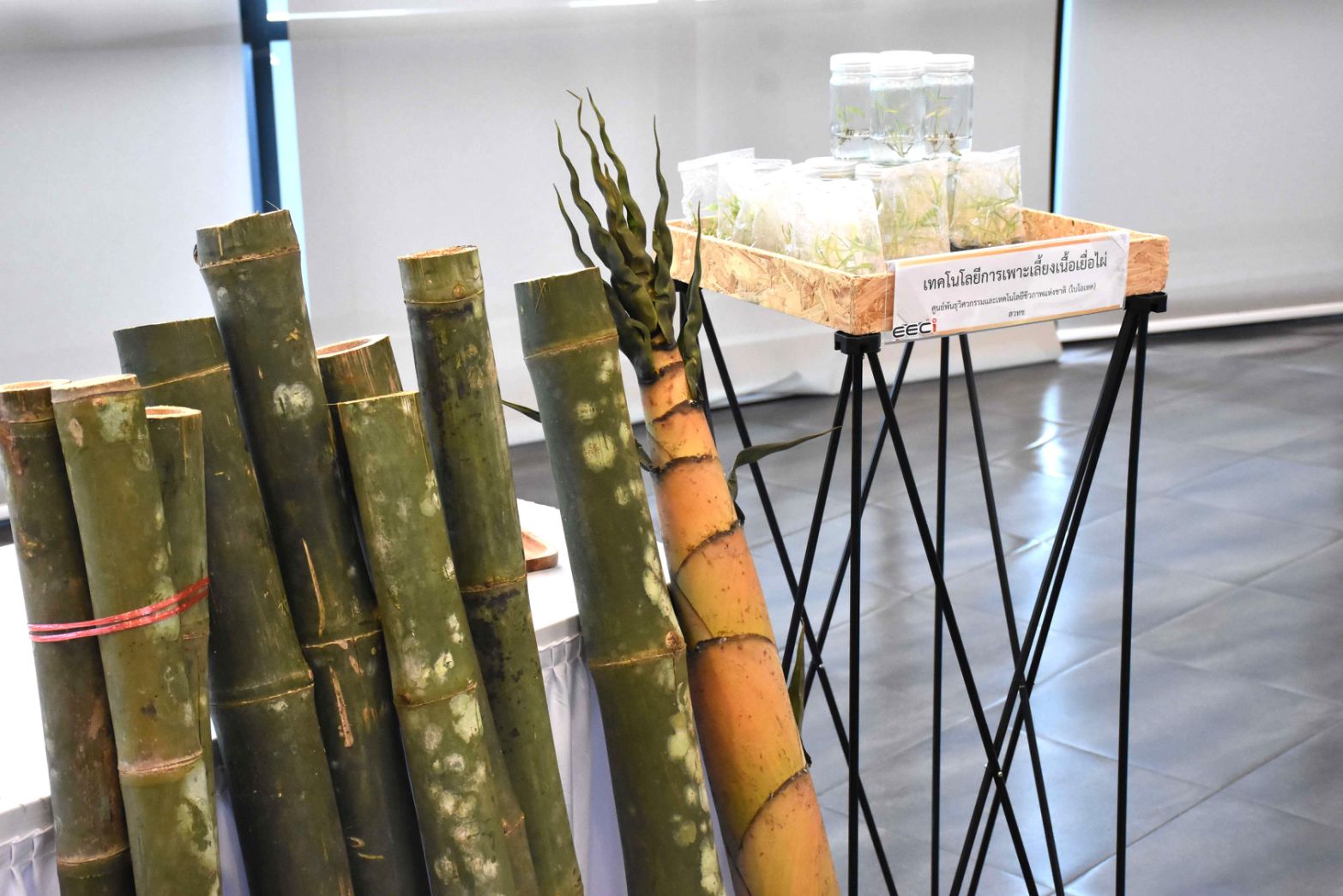 ไผ่ตัดอายุ 12 0