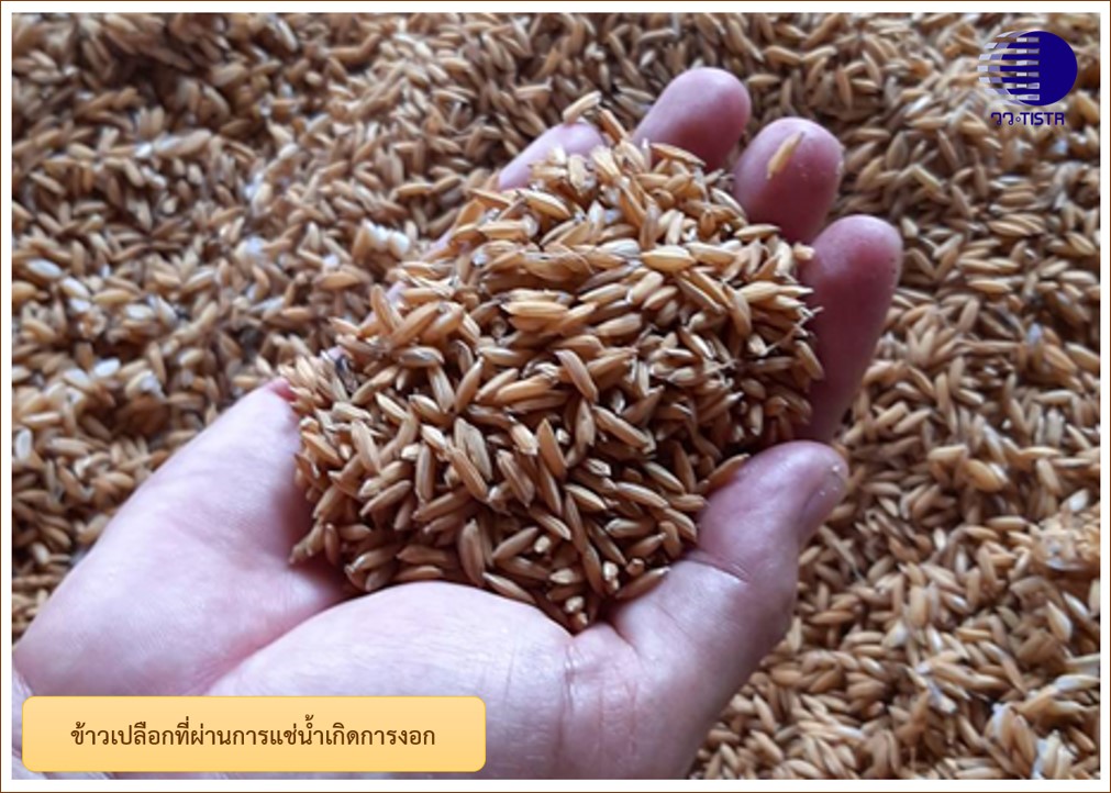 2 ข้าวเปลือกที่ผ่านการแช่น้ำเกิดการงอก