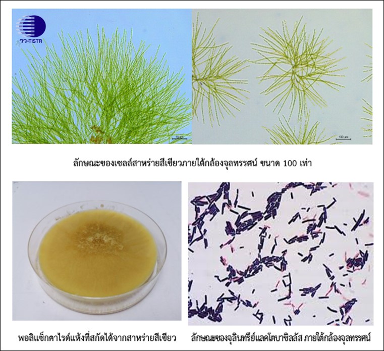 10 สาหร่ายสีเขียวและจุลินทรีย์แลคโตฯ