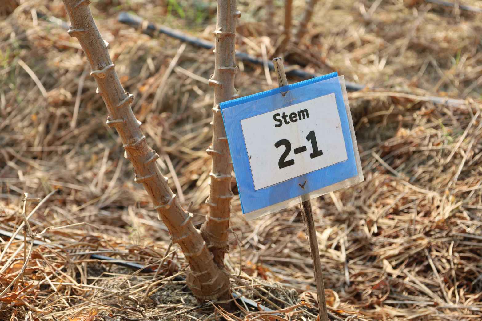 05 แบบปลูกทั่วไป Stem cutting 0