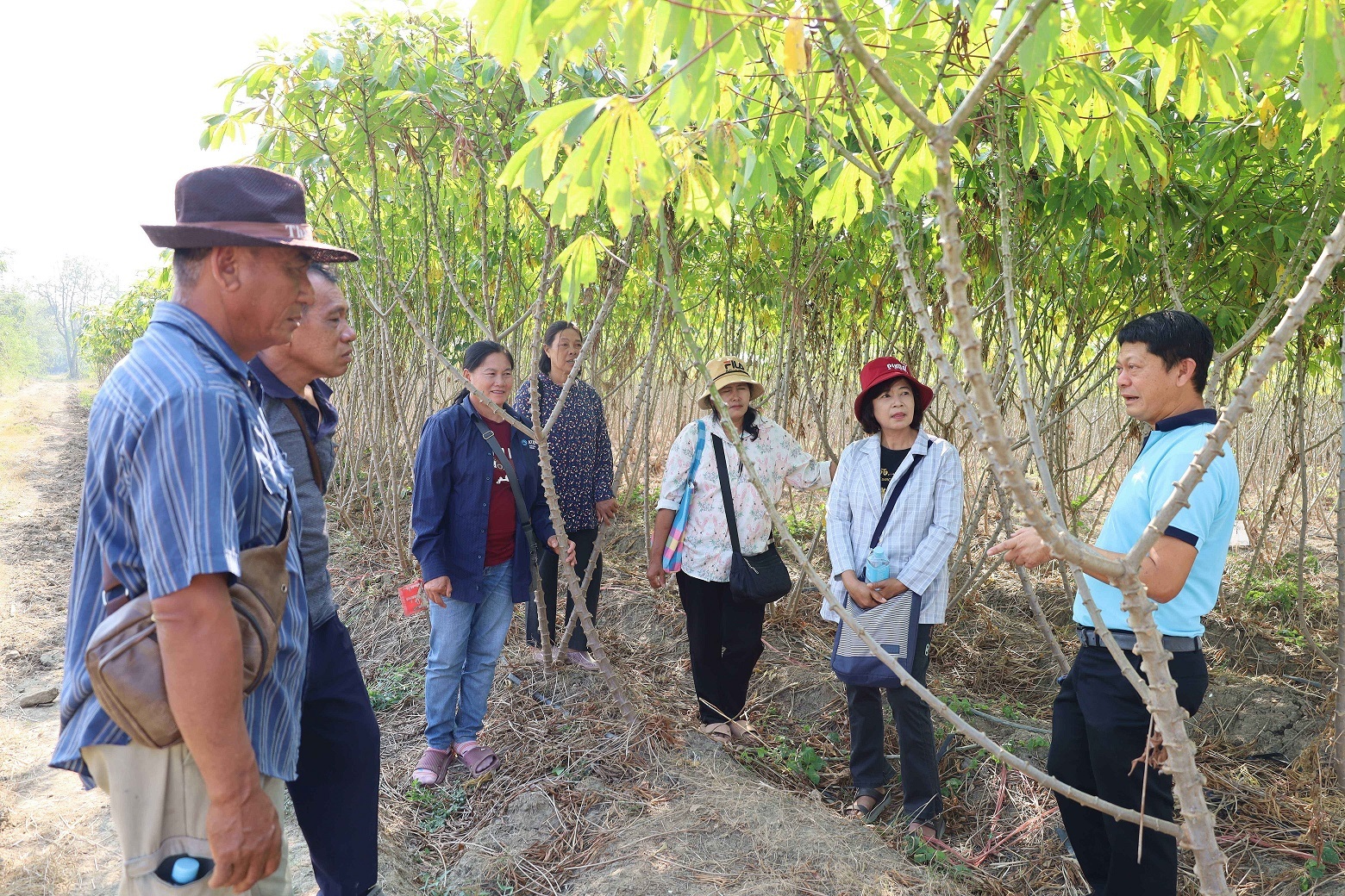 10 บริเวณแปลงสาธิตการผลิตต้นพันธุ์สะอาด บ้ 