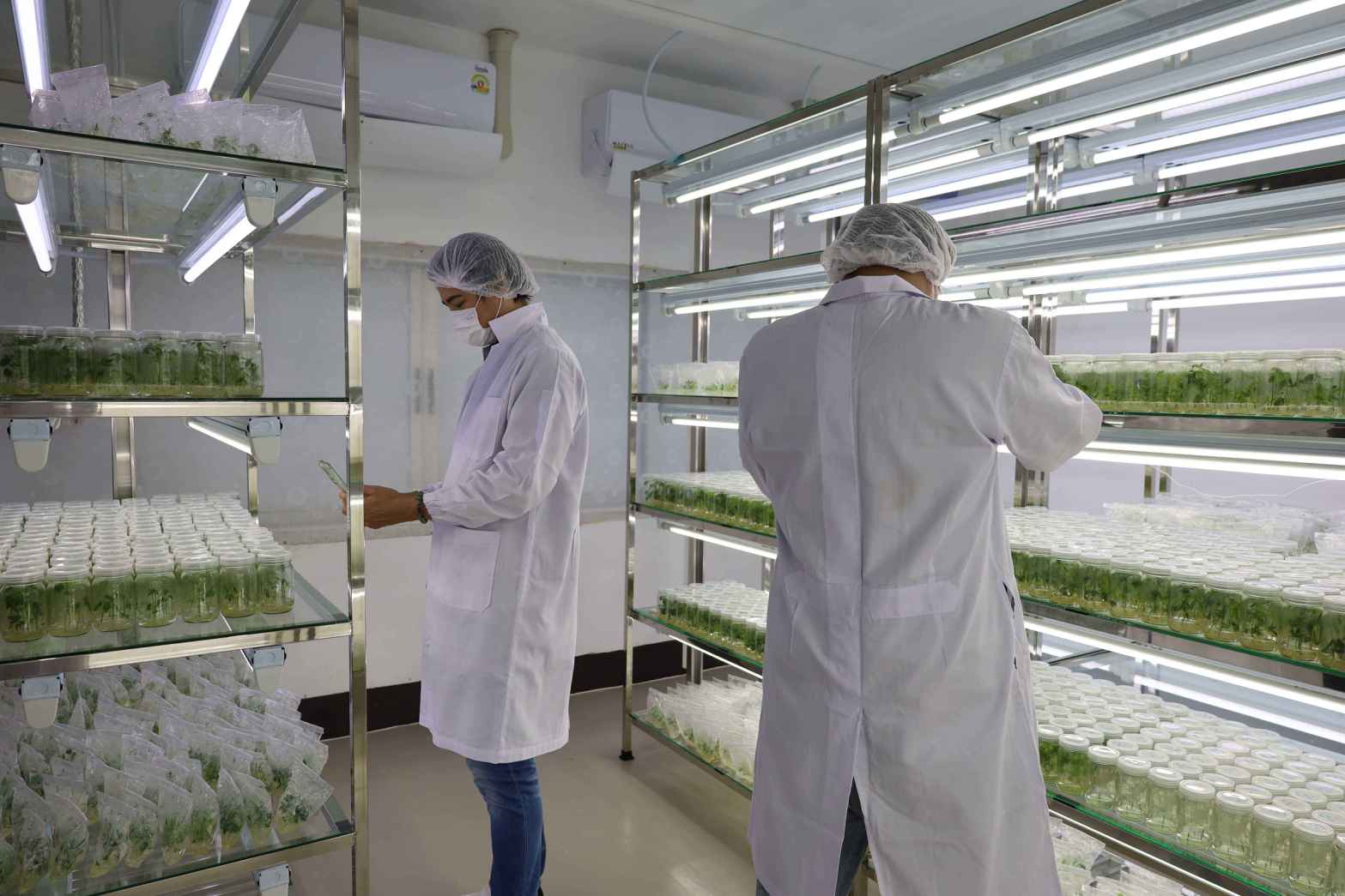 14 บริเวณห้องปฏิบัติการผลิตต้นพันธุ์ปลอดโ 0