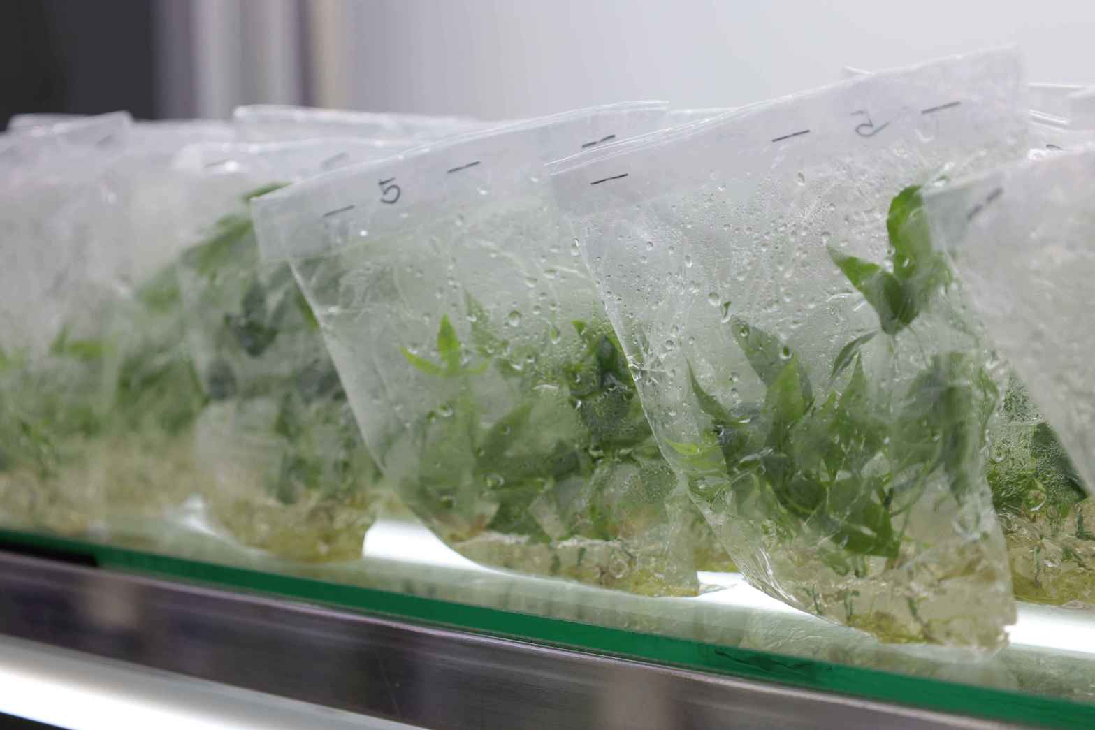 16 Tissue Culture ขยายพันธุ์พืชในสภาพปลอดเชื้อ 2 0