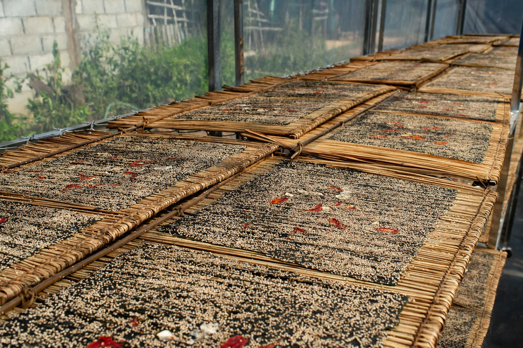 13 สาหร่ายไก