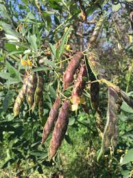 4ถั่วมะแฮะ