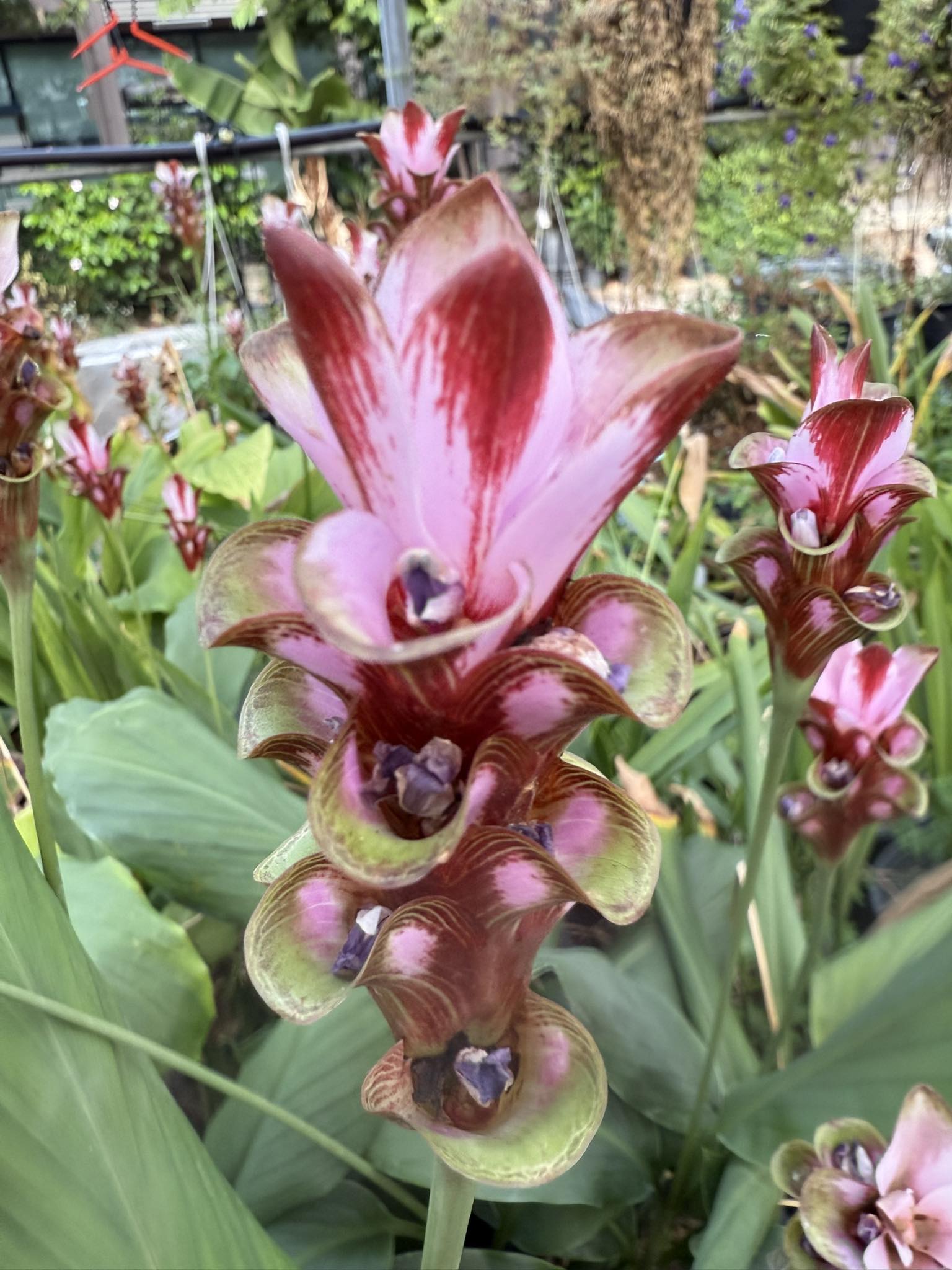 3 ปทุมมาพันธุ์ใหม่