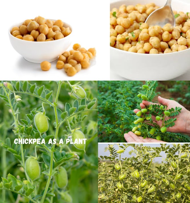 5 ถั่วชิกพี