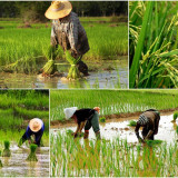 วว. ร่วมแชร์การใช้ประโยชน์งานด้านอุดมศึกษา วิทยาศาสตร์ วิจัย ... Image 1