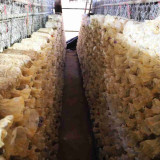 ไบโอเทค สวทช. นำทัพนักวิชาการลงพื้นที่แขวงสะหวันนะเขต สปป.ลา ... Image 1