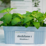 ไบโอเทค-สวทช. โชว์โรงเรือนอัจฉริยะ Plant Factory ชูนวัตกรรม  ... Image 3