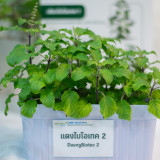ไบโอเทค-สวทช. โชว์โรงเรือนอัจฉริยะ Plant Factory ชูนวัตกรรม  ... Image 4
