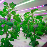 ไบโอเทค-สวทช. โชว์โรงเรือนอัจฉริยะ Plant Factory ชูนวัตกรรม  ... Image 7