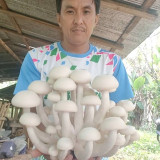 วว. จับมือ สวก. - พันธมิตร ขยายผลสำเร็จเทคโนโลยีเพาะ “เห็ดตี ... พารามิเตอร์รูปภาพ 4