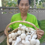วว. จับมือ สวก. - พันธมิตร ขยายผลสำเร็จเทคโนโลยีเพาะ “เห็ดตี ... พารามิเตอร์รูปภาพ 5
