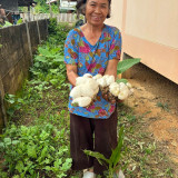 วว. จับมือ สวก. - พันธมิตร ขยายผลสำเร็จเทคโนโลยีเพาะ “เห็ดตี ... พารามิเตอร์รูปภาพ 6