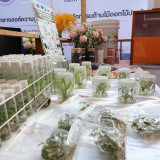 วว. จับมือ อบจ. เชียงใหม่ ยกระดับอุตสาหกรรมไม้ดอกและไม้ประดั ... พารามิเตอร์รูปภาพ 22