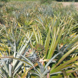 วช.หนุนทีมวิจัยจาก ม.ราชภัฏสวนสุนันทา คิดค้นนวัตกรรมผลิตภัณฑ ... Image 4