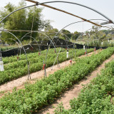 วช. ร่วมกับ วว. ใช้งานวิจัยและนวัตกรรมทาง วิทยาศาสตร์ช่วยเกษ ... Image 10