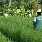 วช. ร่วมกับ วว. ใช้งานวิจัยและนวัตกรรมทาง วิทยาศาสตร์ช่วยเกษ ... Image 11