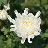 วช. ร่วมกับ วว. ใช้งานวิจัยและนวัตกรรมทาง วิทยาศาสตร์ช่วยเกษ ... Image 12